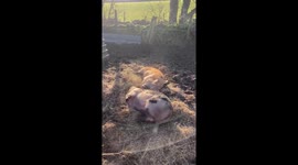 Piggy play time! Rolling ,Leaping and having fun