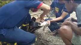 Indonesian firefighters rescue kitten with head trapped in exhaust pipe