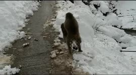 Cuddles after mating