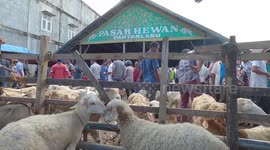 Traditional livestock market