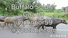 Buffalo's stroll  down a main road  goa india by jim connor2020