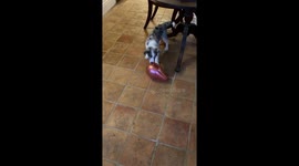 Puppy jumps after popping balloon