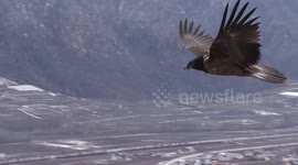 Majestic bearded vulture seen in mid-flight over Swiss valley
