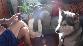 Alaskan Malamutes Plotting to take Over the World
