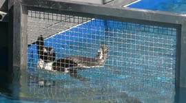 Rescued penguin forgot how to get out of the pool!