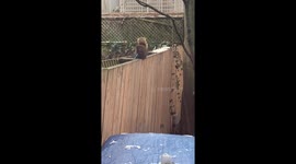Canadian woman spots squirrel in her garden holding a knife!