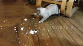 kitten first experience with snow from storm Filomena