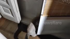 Kitten first contact with storm Filomena