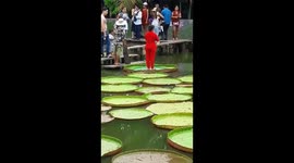 Strange giant lotus leaf in Vietnam can let a person stand on the leaf without sinking