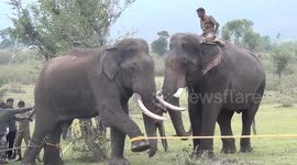 Forest officials in India treat elephant for deep wound