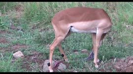 Impala ewe antelope eating her after birth(meat)