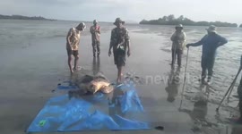 Thai soldiers rescue stranded turtle by dragging it back into the sea