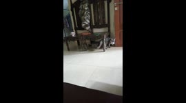 Cats always return paper balls to their owners to show he don't want to be left out