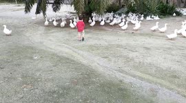 Adorable 02-year-old boy chase ducks in a farm in Malaysia