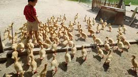 Just some adorable footage of ducklings running to a pond in Malaysia