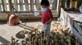 Adorable 2-year-old boy feeds cute ducklings in Malaysia