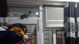 Pigeon sends Delhi family into flights of panic after slipping in through AC vent