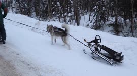 Winter Sledding Fun in Canada