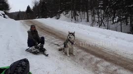 Alaskan Malamute Sojou reluctantly pulls me down a hill on my sled