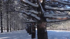 Alaskan Malamute Sojou Canadian Winter Wonderland