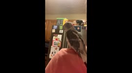 My cockatiel is broken