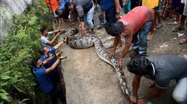 Huge bulging python captured after it 'almost pounced' on resident in Indonesian village