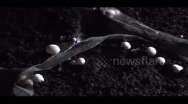 Landless unemployed youth earned millions by cultivating mushrooms