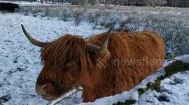 Highland cow having a scratch in the snow