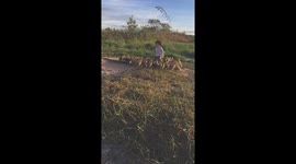 A flock of ducklings chase after a lovely little girl to beg and play with her
