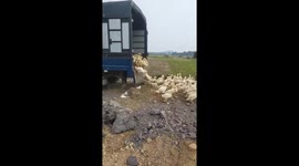 Hundreds of cute ducklings were dropped in series from cars to the ground.