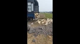 Interesting moments! Hundreds of cute ducklings were dropped in series from cars to the ground