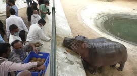 Indian zoo hosts birthday party for 2-year-old hippo