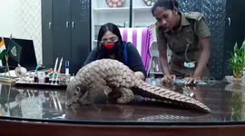 Smuggled pangolin rescued and released into the wild of eastern India