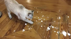 Newsflare Edit - kitten first experience with snow from storm Filomena