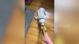 This golden retriever puppy loves to play a very lazy version of tug of war