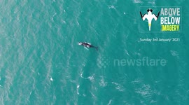 Incredible drone footage shows a humpback whale swimming near the Isles of Scilly