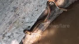 Eel manages to wriggle free from giant snake's mouth in Vietnam