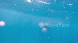 Close whale shark encounter in crystal clear Mozambique waters