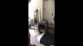 Fostering a rescue dog