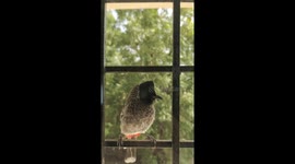 Beautiful Birds