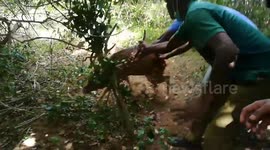 Forest officials save and release deer from trap in Sri Lanka