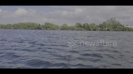 Seagull Flock Flying