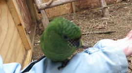 Rescued parakeet wants to befriend caretaker