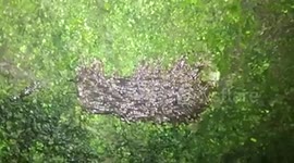 Bizarre 'Worm Spaghetti' Seen In Forest In Costa Rica