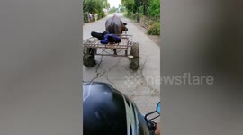 Buffalo Pulls Cart Home As Farmer Sleeps