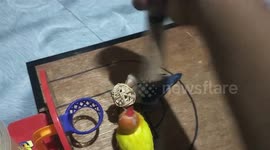 Parrots shoot ball into miniature basketball hoop
