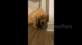 Hilarious Reaction Of Puppy Discovering A Coil-Spring Doorstop