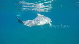 Rare and close interaction with an endangered humpback dolphin in Mozambique