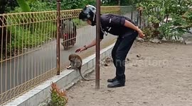 Man shows how to catch wild monkeys safely with his bare hands
