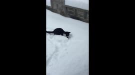 Cat playing in the snow for the first time